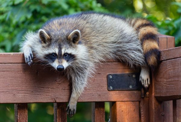 Wildlife Management